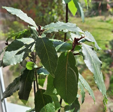 a South American, leafy Yerba Mate Plant