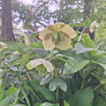 a white Hellebore flower in a garden