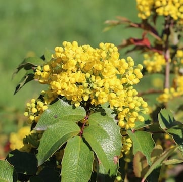 a bush with yellow flowers and green leaves