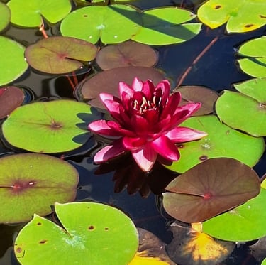one red-black wter flower