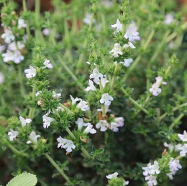 an evergreen Winter Savory bush with white flowers