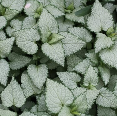 multiple Lamium ground cover plants white-green leaves