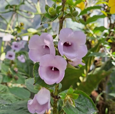 one Round-leaf Mint Bush with purple flowers