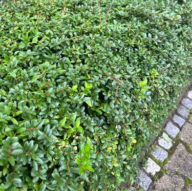 a tiny dwarf boxwood hedge with small green leaves