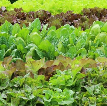 multiple Romaine Lettuce and other lettuce plants together