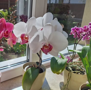 multiple colorful flowering Orchids
