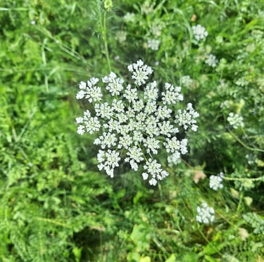 A weed with clusters of white flowers named Dacus