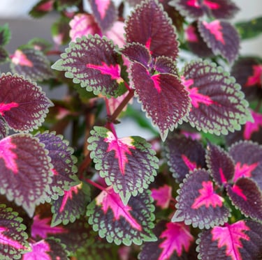 multiple shade plants with colorful leaves