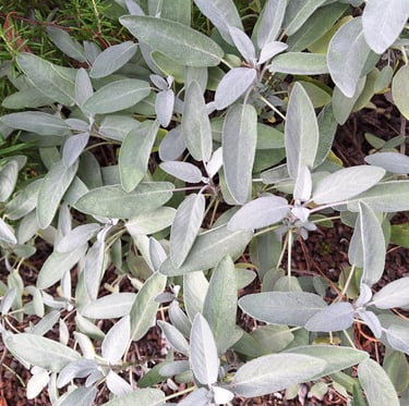 a plant with leaves and flowers in a garden