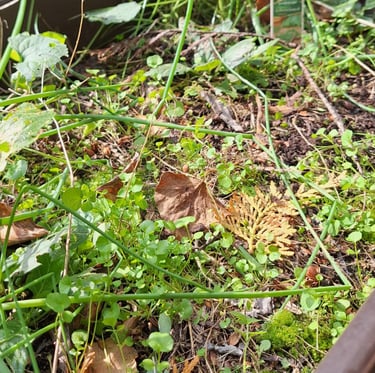 a flower bed full of weeds