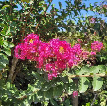 a bush with bright pink flowers in full sun