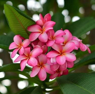 multiple Plumeria flowers and Leaves