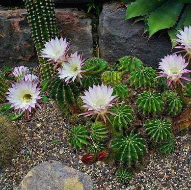a lot of small cacti with white flowers