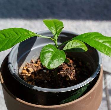 one small Lemon plant seedling with a few leaves