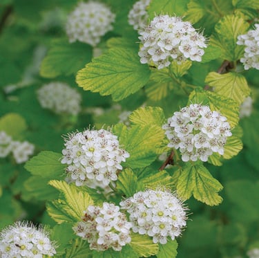 a green partial sun bush with white blooms