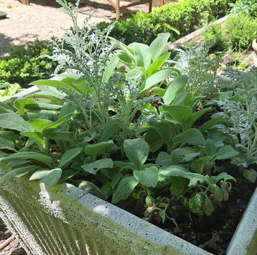 multiple plants and herbs planted together in a large pod