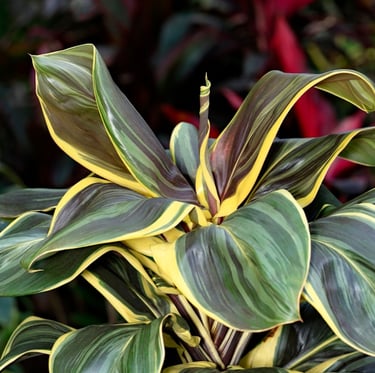 a leafy Cordyline plant in a container