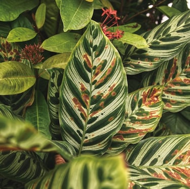 a bush with big green leaves that is dying because of diseases