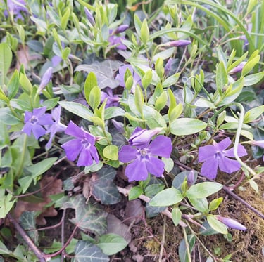 a leafy shade ground cover called Vinca Minor