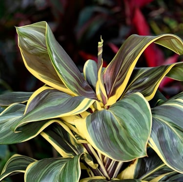 a leafy Cordyline plant in a container