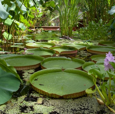 multiple Giant Water Lilys in a tropical rainforest