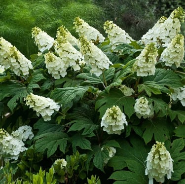 multiple white flowers on the Oakleaf Hydrangea bush