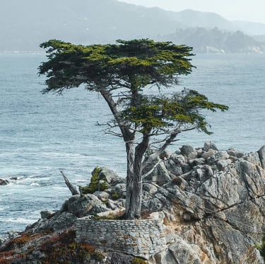 a Montery Cypress tree on a coast