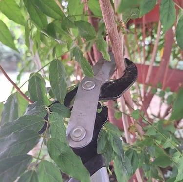 a hanging plant being trimmed