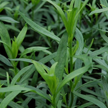 a bunch of dark green Tarragon herb leaves