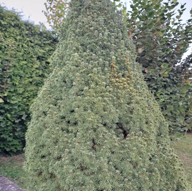 a large green pine tree