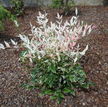 green and white Nandina bush leaves