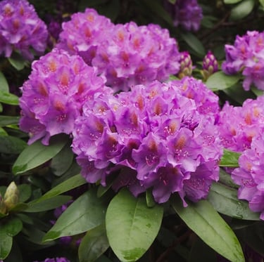big purple dwarf flowers called Rododeron