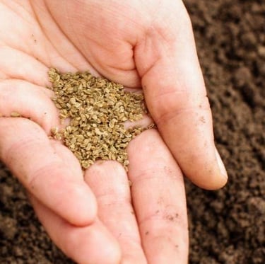 a preson planting carrot seeds