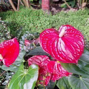 a tropical flower blooming in a green space