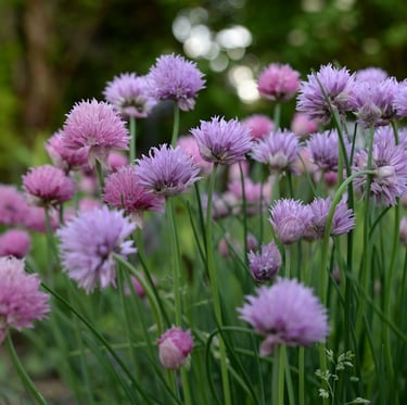 a lawn with flowering Chive plants