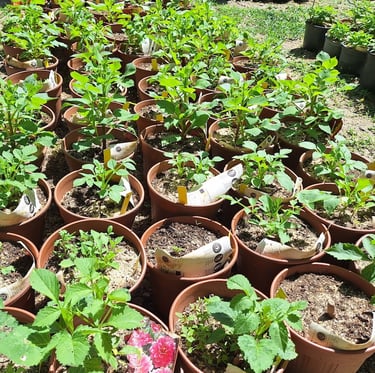 a bunch of plants together