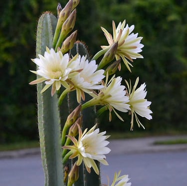an American Queen of the Night plant in the evening