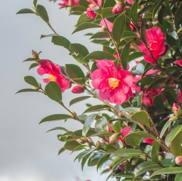 a Camellia Bush with red blooms and multiple green leaves