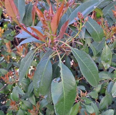 a Nandina bush with red newgrowh