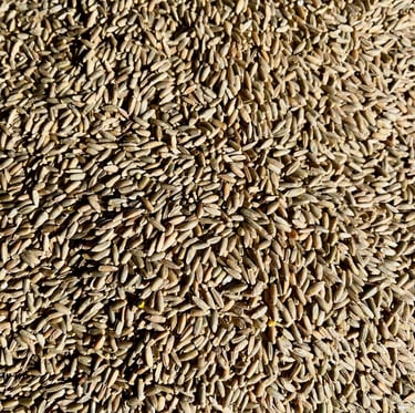 Grains de Seigle triés au trieur optique. Crédit photo : Terres&Graines