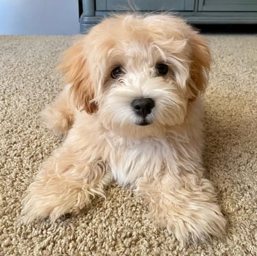 Maltipoo Puppies for Sale