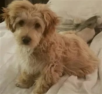 tan-maltipoo-dog (350 x 324)-min-350x324-1920w (2)