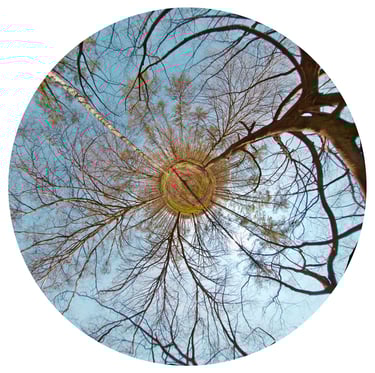 “Signature” from Iris de la Forêt. A unique art photograph created in private gardens or places