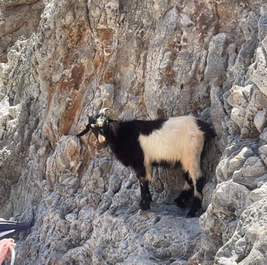 a goat is standing on a rocky cliff face
