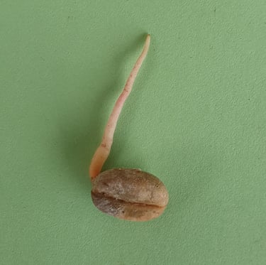 Grano de café con germinación avanzada