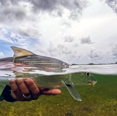 Bonefish underwater