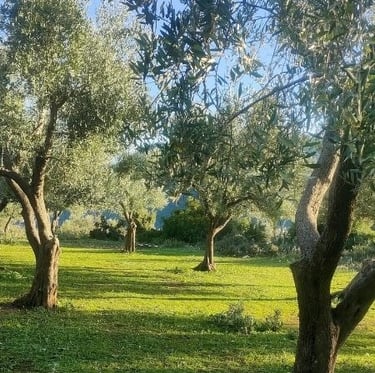 Livadă tradițională de măslini în regiunea Epirus, Grecia. Peisaj natural însorit, sursa uleiului de măsline OLOI.