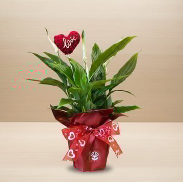 Peace lily plant in a red gift wrap with a heart ribbon and a crochet love topper.