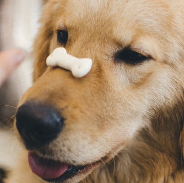 Dog treats