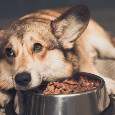 dog food for finicky eaters